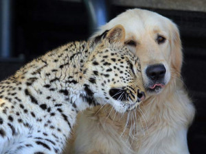 CACHORRO E O LEOPARDO