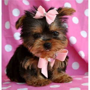 yorkie puppies for free adoption nice baby face teacup yorkie puppies ...