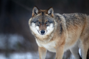 Волк обыкновенный или волк серый (лат ...