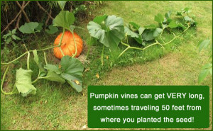 Growing Pumpkins In Containers Start pumpkins from seed after