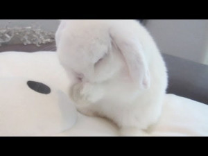 cute-funny-baby-bunny-rabbit.jpg