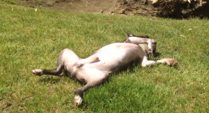 lazy-boston-terrier-laying-out-in-the-sun-on-his-back-video.jpg