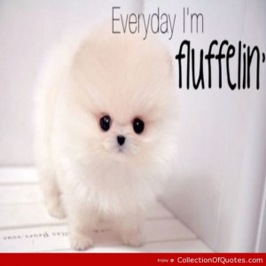 fluffy cute aww adorable puppies white music swag remixes quote