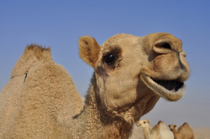 Funny Camel Face Kissing face!