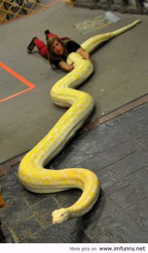 back snake. Anaconda / Funny Pictures, Funny Quotes – Photos, Quotes ...