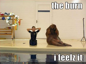 funny-pictures-aquatic-mammal-does-exercise-and-feels-the-burn