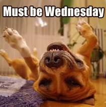 Funny Dogs Must be Wednesday More