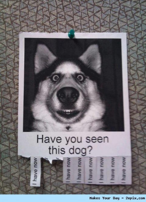 Here are few Funny Animal Photos and Funniest Memes that will surely ...