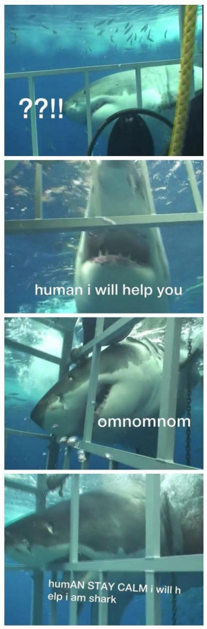 Helpful Shark funny picture