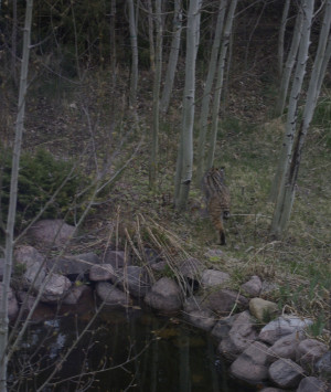 Colorado Bobcat