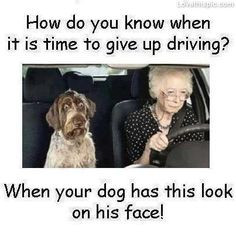 ... give up driving funny quotes quote lol funny quote funny quotes humor