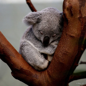 animals, cute, koala bear, love, nature