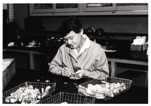 Barbara McClintock In Lab With Maize (National Library of Medicine) .