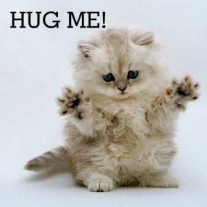 Hug me - cat Picture