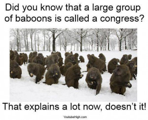 Now it makes sense: A large group of baboons is called a 'congress'
