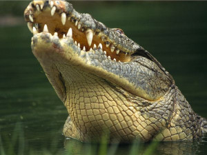 Nile crocodiles are the largest crocodilians in Africa, sometimes ...