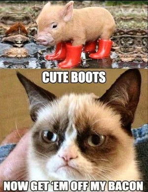 Enjoy. Here are my 35 Favorite Grumpy Cat Memes, so far.