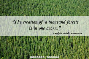The 40 Most Inspirational Tree Quotes