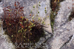 Weeds are plants out of place Garden Quote at Untrained Housewife