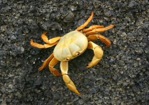 sea kara crab in mystic crab for sale sea crab