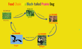 Prairie Dog Food Chain