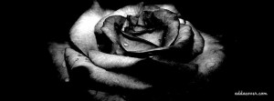 4352-single-black-rose.jpg