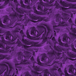 Closeup Purple Roses