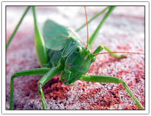 grasshopper like these http://jancology.com/blog/archives/grasshopper ...