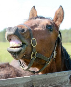 Horse Laugh
