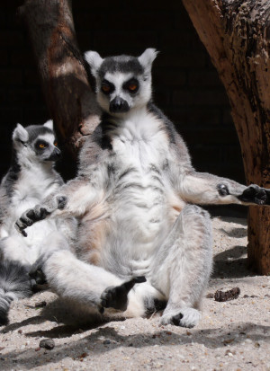 Description Funny Lemur.jpg