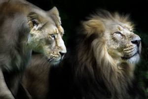 Leon y Leona, Lion and Lioness wallpaper download