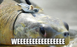 funny turtles