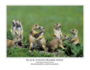 Black-Tailed Prairie Dogs Mini Poster