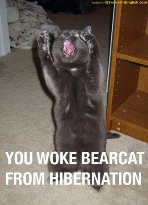 you woke bear cat from hibernation