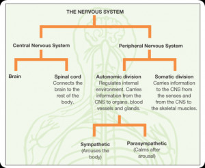 How is the nervous system organized?