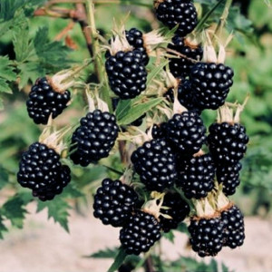 Blackberry bushes in my garden: Buy Blackberries, Blackberry Bush ...