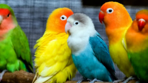 Colorful Love Birds, Pictures, Photos, HD Wallpapers