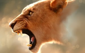Angry, Lioness, Animal wallpapers