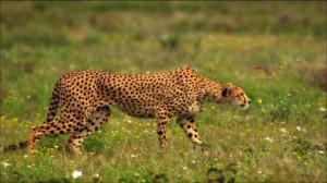 Cheetah, Tanzania, New Content 2014 38, Hunting, Predator, Living ...