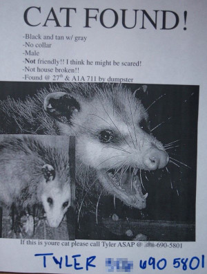 funny missing cat possum poster flier