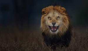 ... Photos Capture The Moment Before A Lion Attacks A Photographer