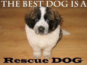 13 the best dog is a rescue dog