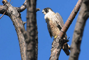 Peregrine Falcons Falcon...