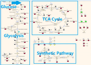 Metabolic Pathways Diagram