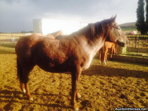 Red Roan Appaloosa Horse