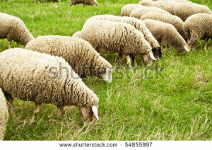 Thread: Are all toppers crap.