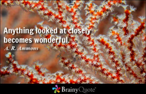 Anything looked at closely becomes wonderful. - A. R. Ammons