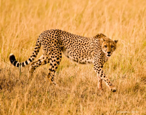 ... cheetah three cheetah in the bush kavels cheetah cheetah poems