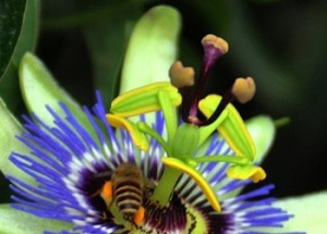 lot-Blue-Passion-Flower-climbing-Vine-plant-Passion-Fruit-seeds-FLOWER ...