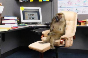 monkey in office category funny pictures funny animal monkey in office